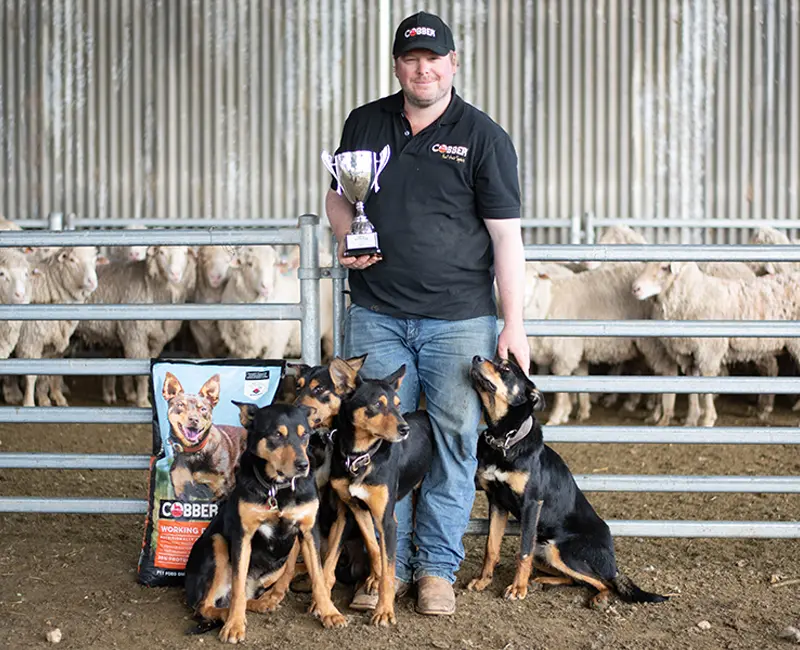 A man with a trophy standing with his kelpie dogs.